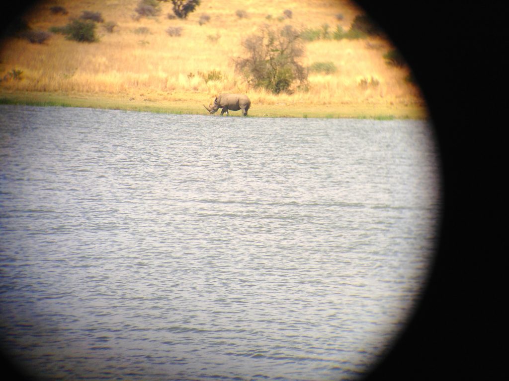 white rhinocerus grazing beside a lake