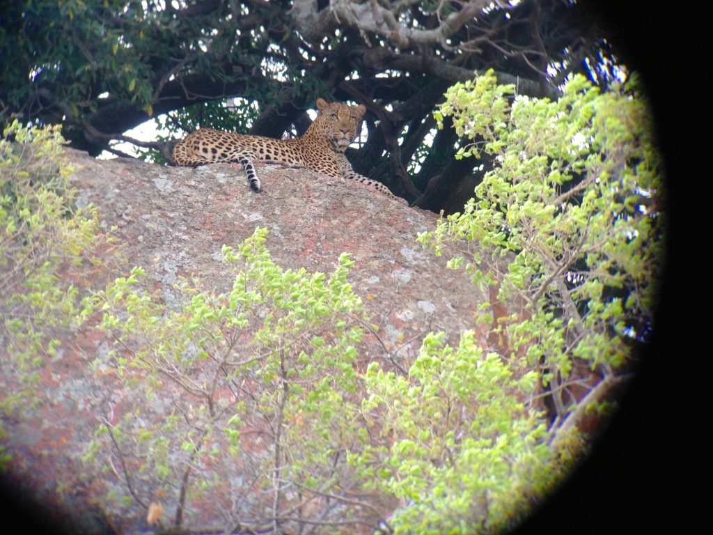 Leopard lying on a rock